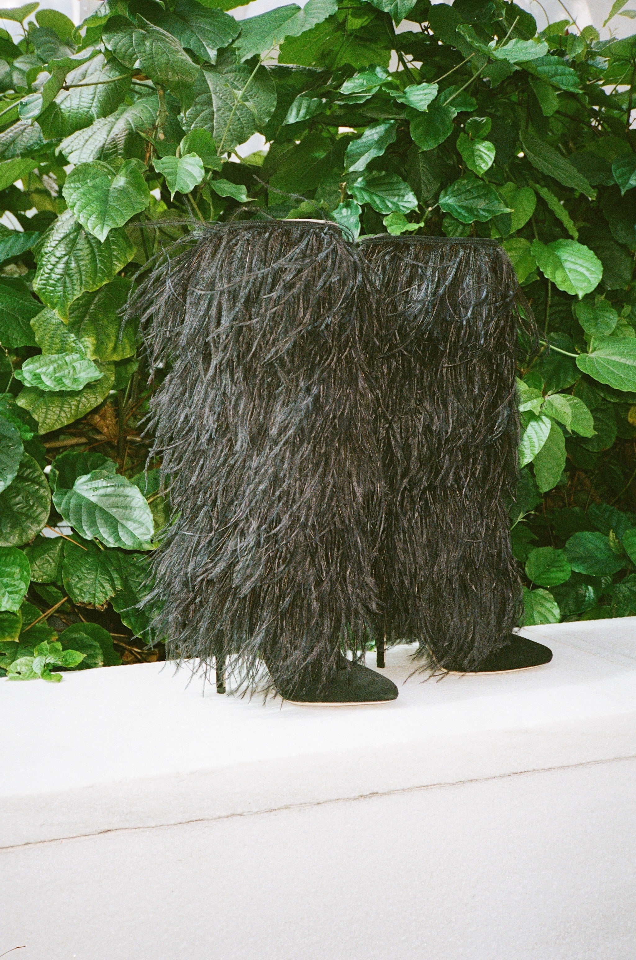 Palms Boot in Black Bird